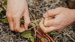 Ecological Restoration